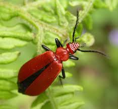 Attēlu rezultāti vaicājumam “Pyrochroidae”