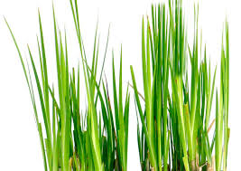 Attēlu rezultāti vaicājumam “Juncus gerardii leaf”