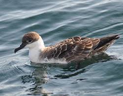 Image result for Puffinus gravis