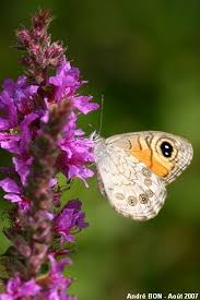 Attēlu rezultāti vaicājumam “Lasiommata maera underside”