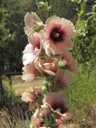 Image result for Alcea rosea