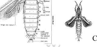 Attēlu rezultāti vaicājumam “Thysanoptera”