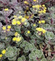 Image result for Aichryson