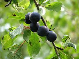 Attēlu rezultāti vaicājumam “Prunus domestica subsp. insitita”