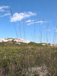 Attēlu rezultāti vaicājumam “Molinia caerulea”