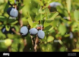 Attēlu rezultāti vaicājumam “Vaccinium uliginosum”