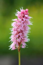 Attēlu rezultāti vaicājumam “Bistorta major leaf”