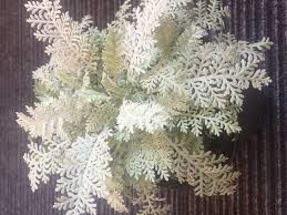 Image result for Chrysanthemum ptarmiciflorum