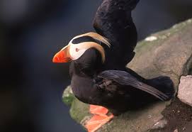 Image result for Fratercula cirrhata