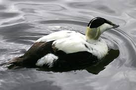 Attēlu rezultāti vaicājumam “Somateria mollissima male”