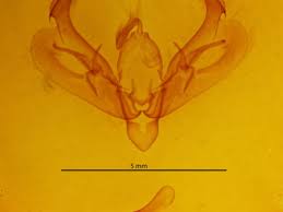 Attēlu rezultāti vaicājumam “Diarsia brunnea”