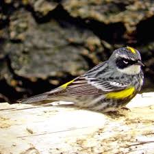 Image result for Dendroica magnolia