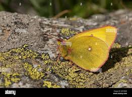 Attēlu rezultāti vaicājumam “Colias palaeno male”