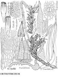 Attēlu rezultāti vaicājumam “Orthotrichum lyellii”