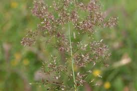 Attēlu rezultāti vaicājumam “Agrostis capillaris”