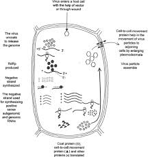 Attēlu rezultāti vaicājumam “Pseudobryum cinclidioides cells”