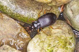 Attēlu rezultāti vaicājumam “Nebria livida”