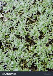 Attēlu rezultāti vaicājumam “Callitriche verna flower”