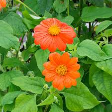 Image result for Tithonia rotundifolia