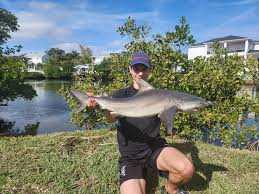 Image result for Alosa aestivalis