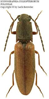 Attēlu rezultāti vaicājumam “Athous sp.”