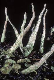 Attēlu rezultāti vaicājumam “Cladonia coniocraea”