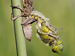 Attēlu rezultāti vaicājumam “nymph”