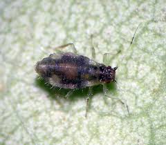 Attēlu rezultāti vaicājumam “Chaitophorus populeti”