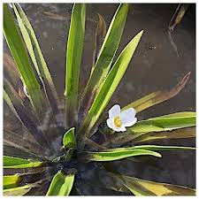 Attēlu rezultāti vaicājumam “Stratiotes aloides flower”