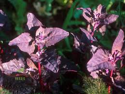 Image result for Atriplex hortensis