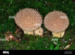 Attēlu rezultāti vaicājumam “Lycoperdon echinatum”