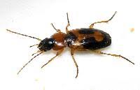 Attēlu rezultāti vaicājumam “Badister bullatus”