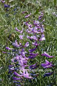 Attēlu rezultāti vaicājumam “Vicia tenuifolia flower”