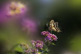 Attēlu rezultāti vaicājumam “Coenonympha hero underside”