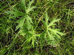 Attēlu rezultāti vaicājumam “Ranunculus acris leaf”