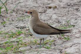 Image result for Glareola pratincola