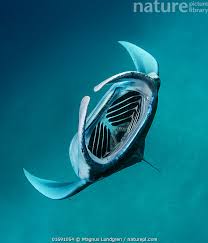 Image result for Mobula alfredi