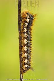 Attēlu rezultāti vaicājumam “Euthrix potatoria larva”