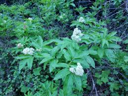 Attēlu rezultāti vaicājumam “Sambucus racemosa”