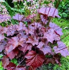 Image result for HEUCHERA americana 'Palace Purple Auslese'