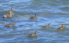 Attēlu rezultāti vaicājumam “Anas platyrhynchos juvenile”