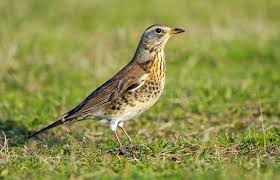 Attēlu rezultāti vaicājumam “Turdus pilaris adult”