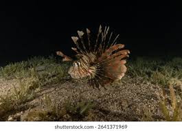 Image result for Pterois miles