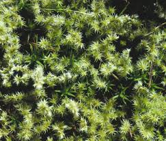 Attēlu rezultāti vaicājumam “Racomitrium canescens sporophyte”