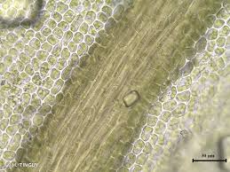 Attēlu rezultāti vaicājumam “Didymodon tophaceus”