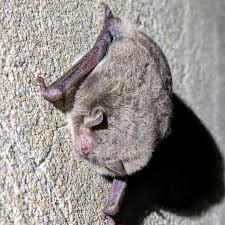 Attēlu rezultāti vaicājumam “Myotis daubentonii”