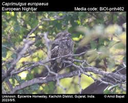 Attēlu rezultāti vaicājumam “Caprimulgus europaeus”