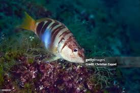 Image result for Serranus scriba