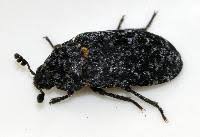 Attēlu rezultāti vaicājumam “Dermestes murinus”