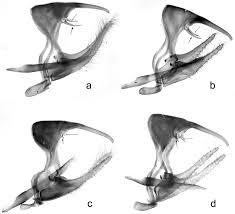 Attēlu rezultāti vaicājumam “Hyponephele lycaon male”